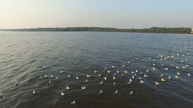 海鸥在海面上游泳视频素材