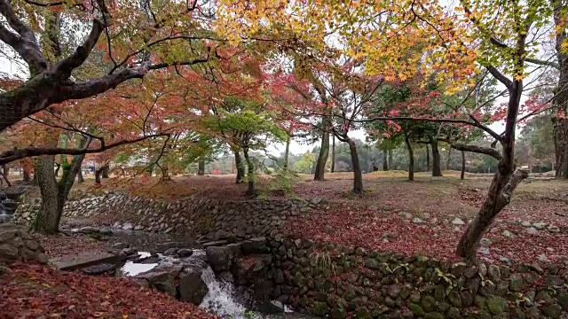 日本奈良公园的秋叶视频素材