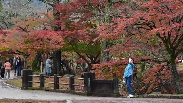 日本奈良公园的秋叶视频素材