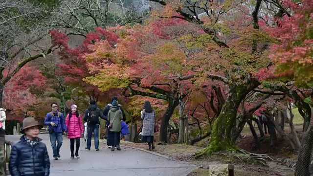 日本奈良公园的秋叶视频素材