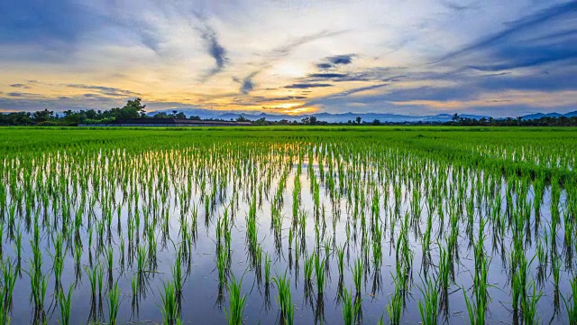 稻田和美丽的夕阳。视频素材