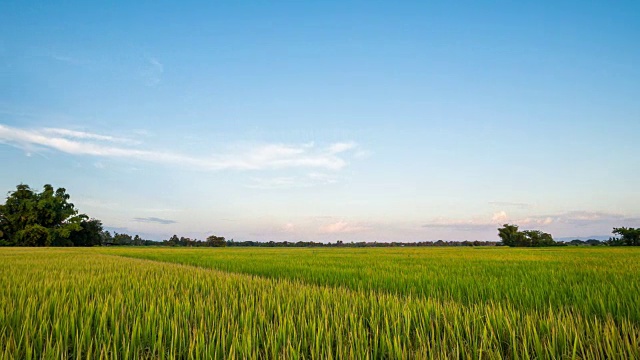 稻田和美丽的夕阳。视频素材