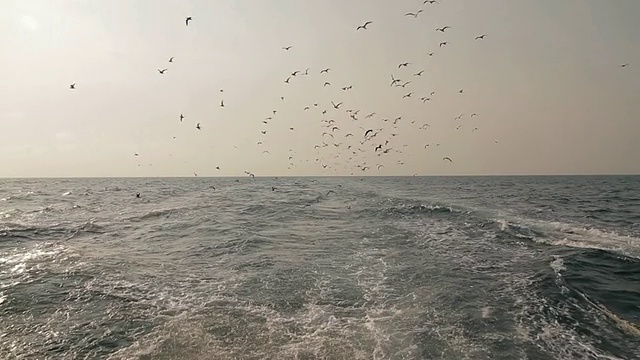 WS POV海鸥俯冲觅食/澳大利亚北部地区视频素材