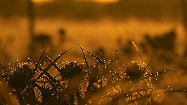 cushot of Weeds / Werribee，维多利亚，澳大利亚视频素材