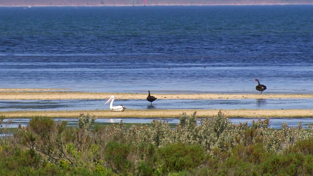 MS Shot of Marsh and pelican / Werribee，澳大利亚维多利亚视频素材