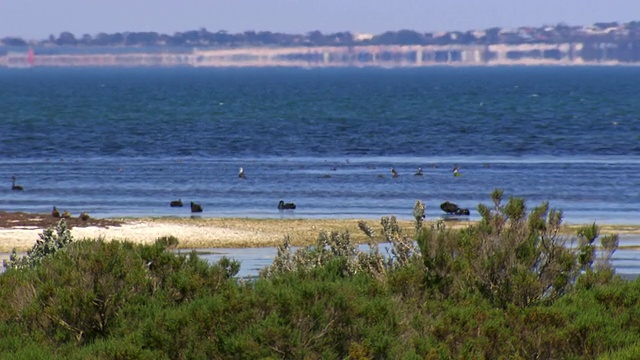 WS View of Marsh and pelican / Werribee，维多利亚，澳大利亚视频素材