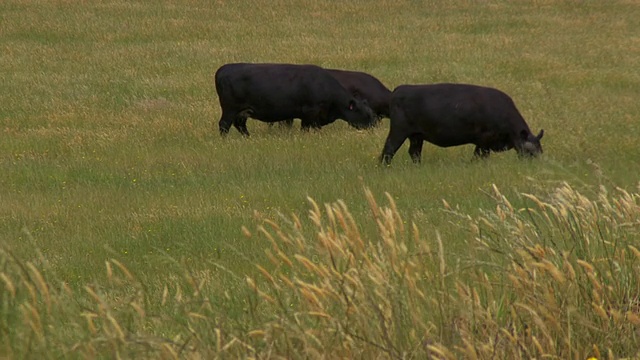 WS View of Cattle on grass /麦克阿瑟，维多利亚，澳大利亚视频素材