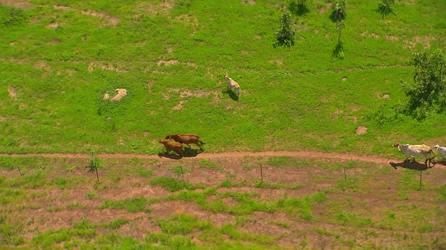 澳大利亚北部Rakula牛群集合区MS AERIAL TS拍摄视频素材