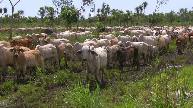 CU SLO MO ZO Shot of Cattle / Rakula，北领地，澳大利亚视频素材