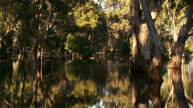 WS PAN View of Trees in water / Griffith，昆士兰，澳大利亚视频素材