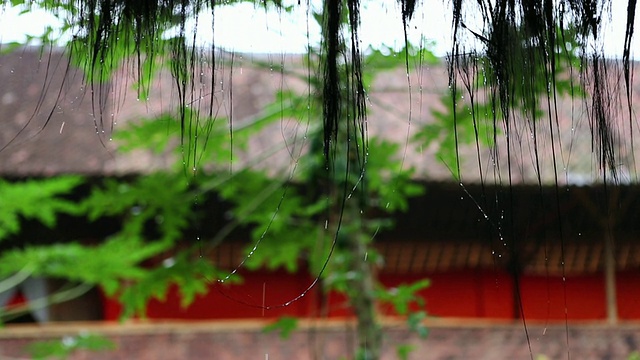 在树上的雨/乌布，巴厘岛，印度尼西亚视频素材