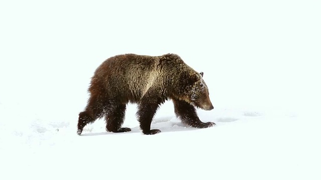 灰熊在雪地上行走的镜头/美国怀俄明州的提顿斯视频素材