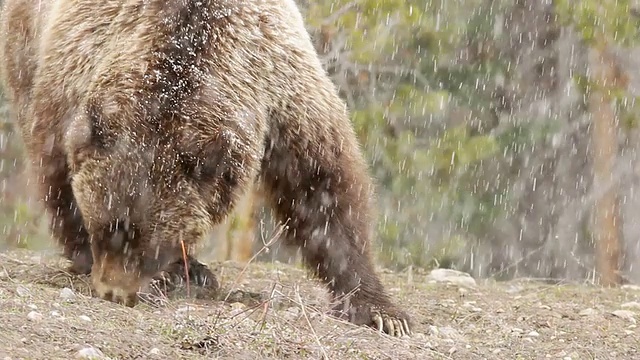 暴风雪期间，灰熊母猪觅食的镜头/美国怀俄明州的提顿斯视频素材