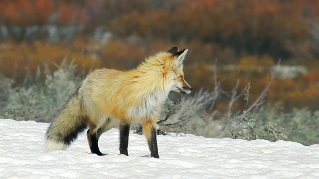 MS Shot of red fox收听地松鼠/提顿，怀俄明州，美国视频素材