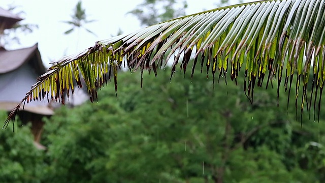 雨从竹屋屋顶落下的照片/乌布，印尼巴厘岛视频素材