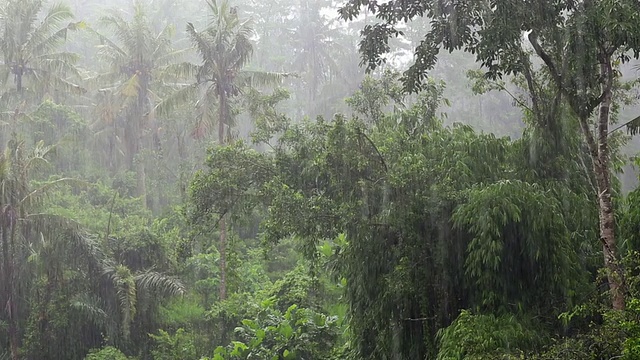 印度尼西亚巴厘岛乌布森林大雨的照片视频素材