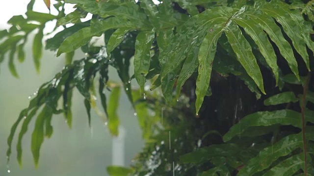 雨在热带雨林视频素材