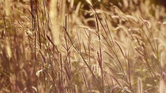 风中芦苇视频素材