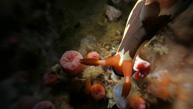 彩色裸鳃海蛞蝓(4K)视频素材