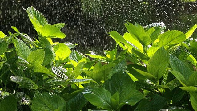 高清浇水视频素材