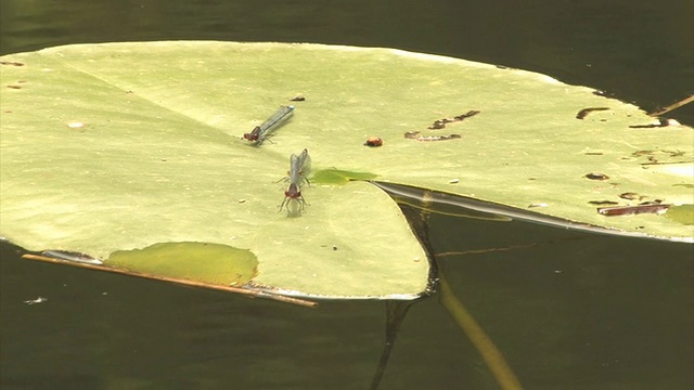 蜻蜓视频下载