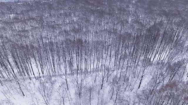 冬季森林鸟瞰图视频素材