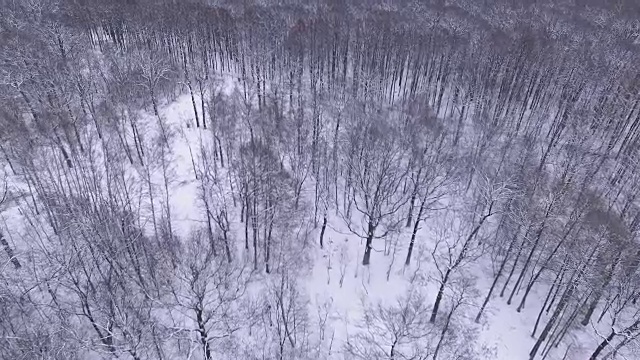 冬季森林鸟瞰图视频素材