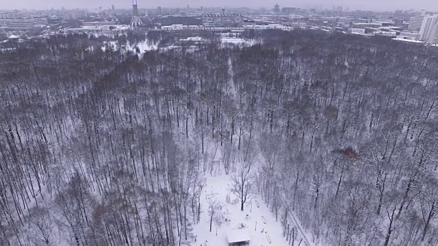 树木在一个冬季公园-鸟瞰图视频素材