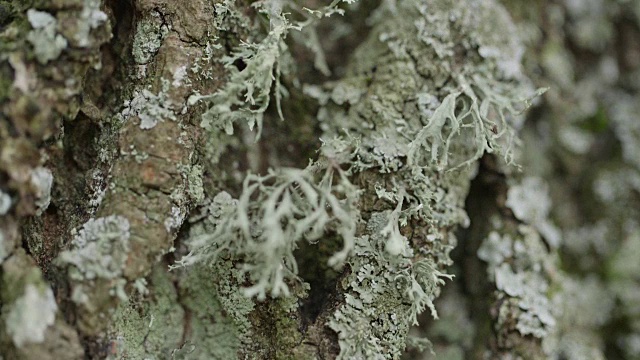 长满苔藓的树，有地衣视频素材