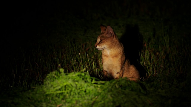 丛林猫4视频素材