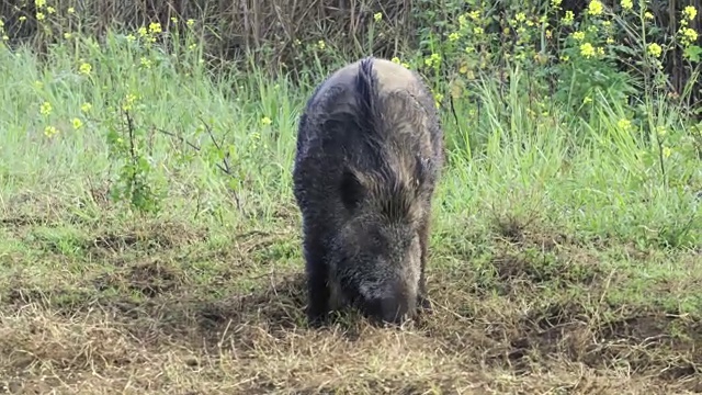 野猪2视频素材