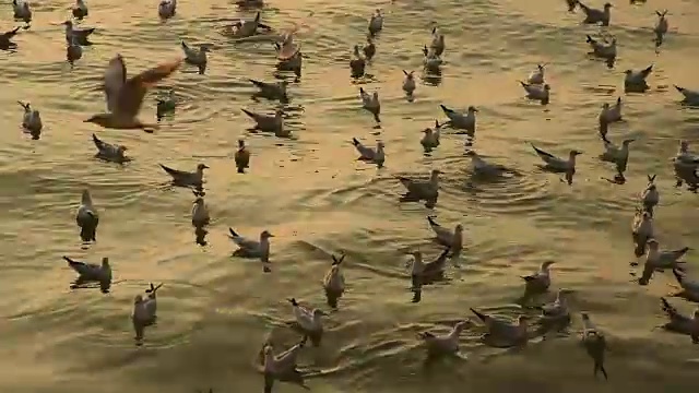 一群海鸥漂浮在阿拉伯海的水面上。视频素材