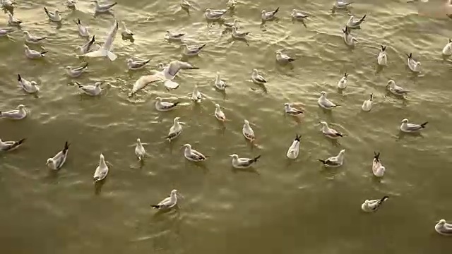 一群海鸥漂浮在阿拉伯海的水面上。视频素材