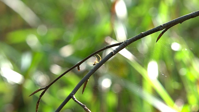 蜘蛛在树枝视频素材