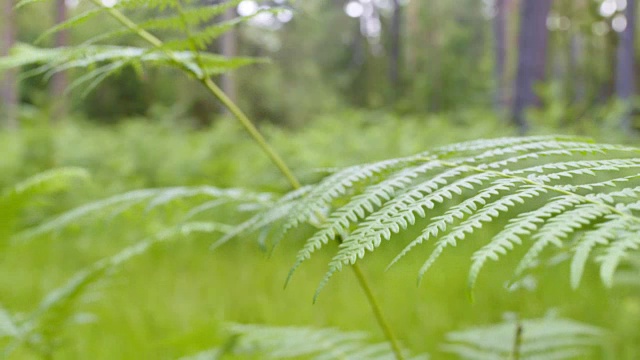 一对夫妇在森林小径上跑马拉松视频素材