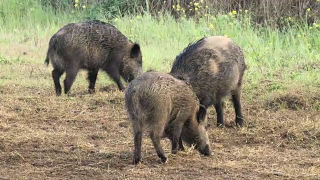 野猪3视频素材