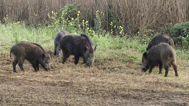 野猪4视频素材