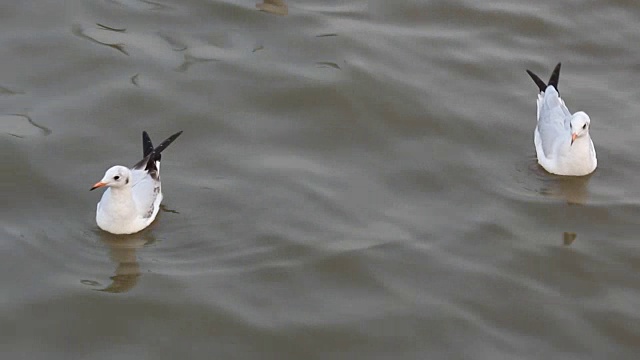 大海里的海鸥视频素材