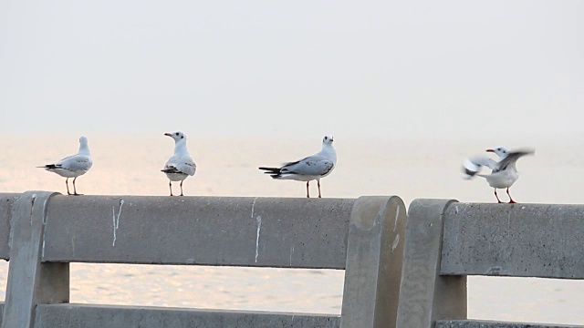 海鸥停留在篱笆上视频素材