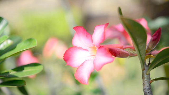 粉色沙漠玫瑰或黑斑羚百合或假杜鹃花视频素材