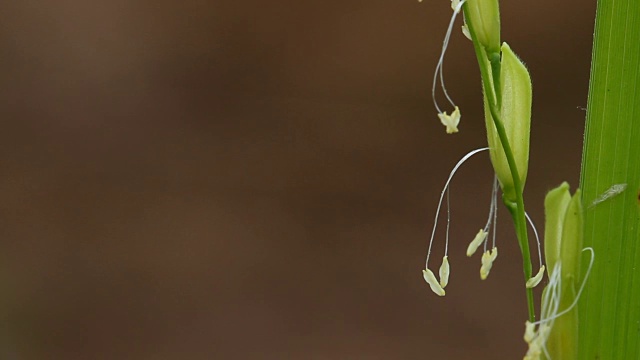 花和花粉粒视频素材