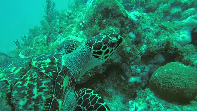 水下POV拍摄的海龟在加勒比海游泳视频素材