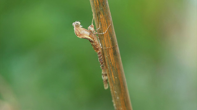 从幼虫出现的蜻蜓视频素材