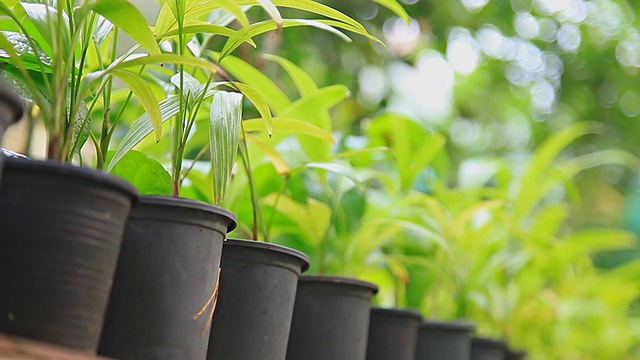 HD多莉:花盆和植物在家里的花园。视频素材