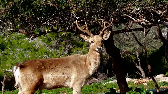 休闲Deer_9视频素材