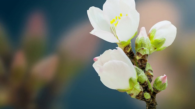 两个杏花视频素材