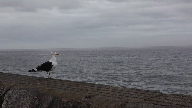 海鸥飞向大海视频素材