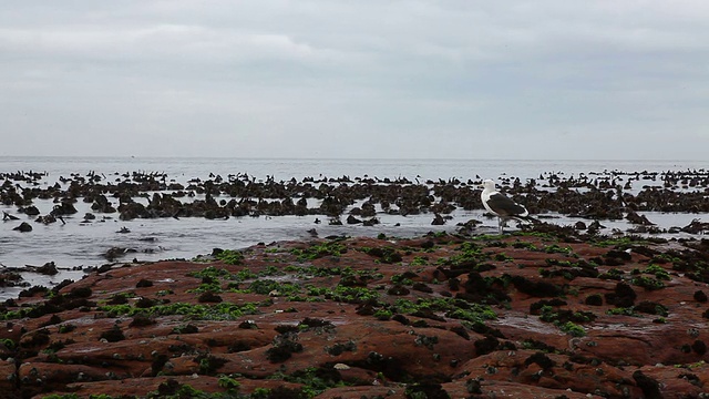 海鸥从海边的岩石上飞下来视频素材