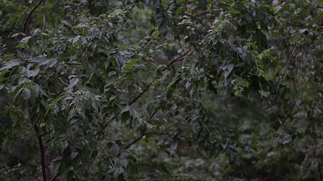 森林的雨视频素材