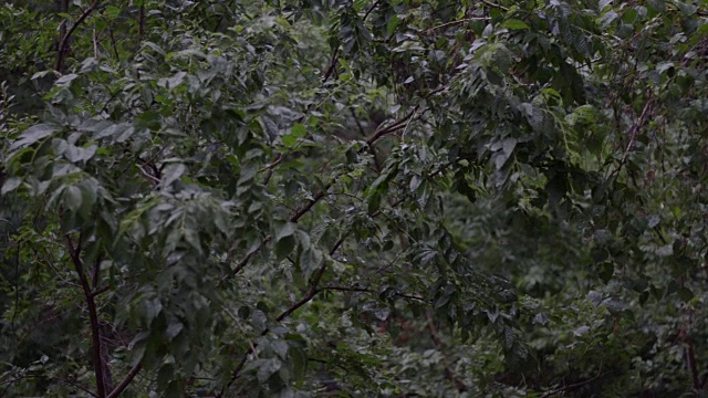 森林的雨视频素材